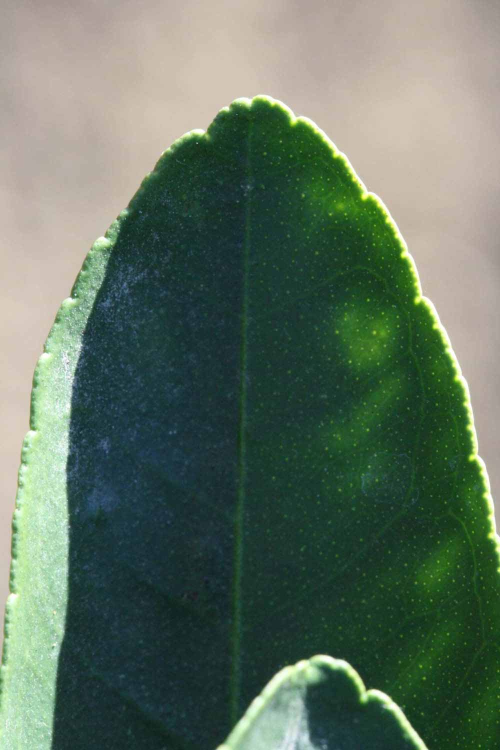              Margin (Riverside, CA)       